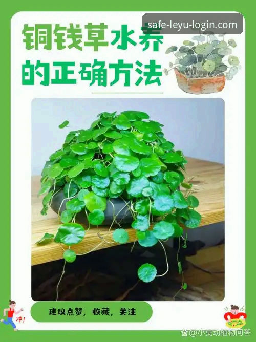从菜鸟到老手：我的乐鱼安卓版使用心得与实用技巧